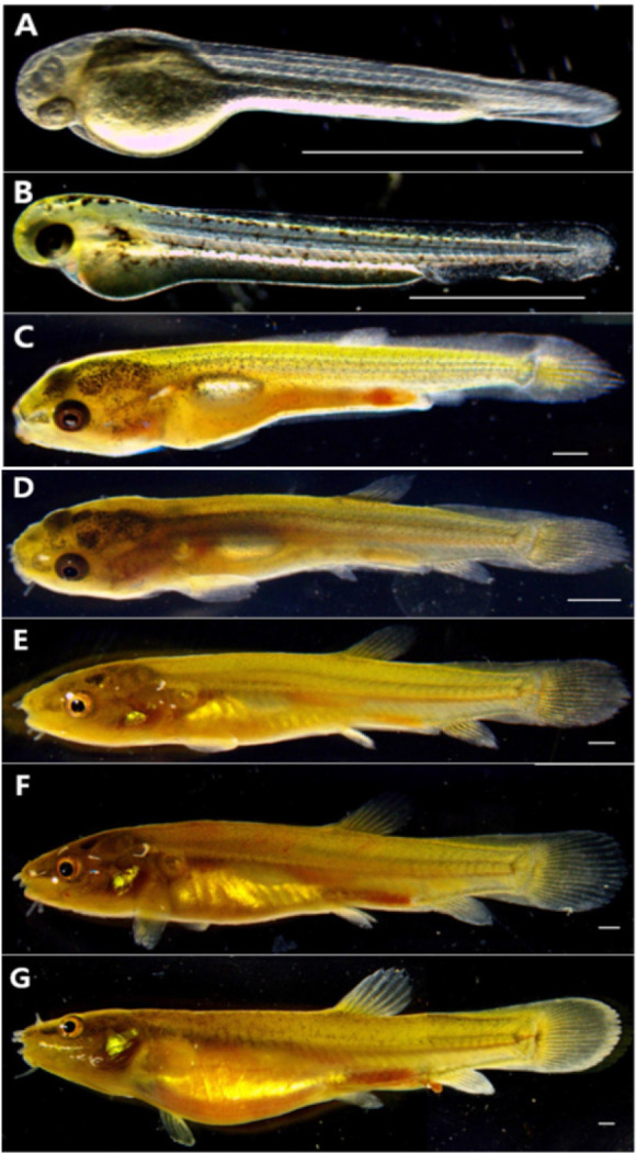 Early Life History of <i>Lefua costata</i> (Cypriniformes : Balitoridae) from Korea.