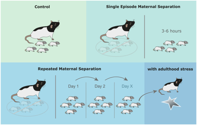 Early-life stress and inflammation: A systematic review of a key experimental approach in rodents.