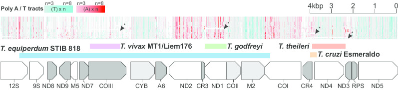 Mitochondrial DNAs provide insight into trypanosome phylogeny and molecular evolution.