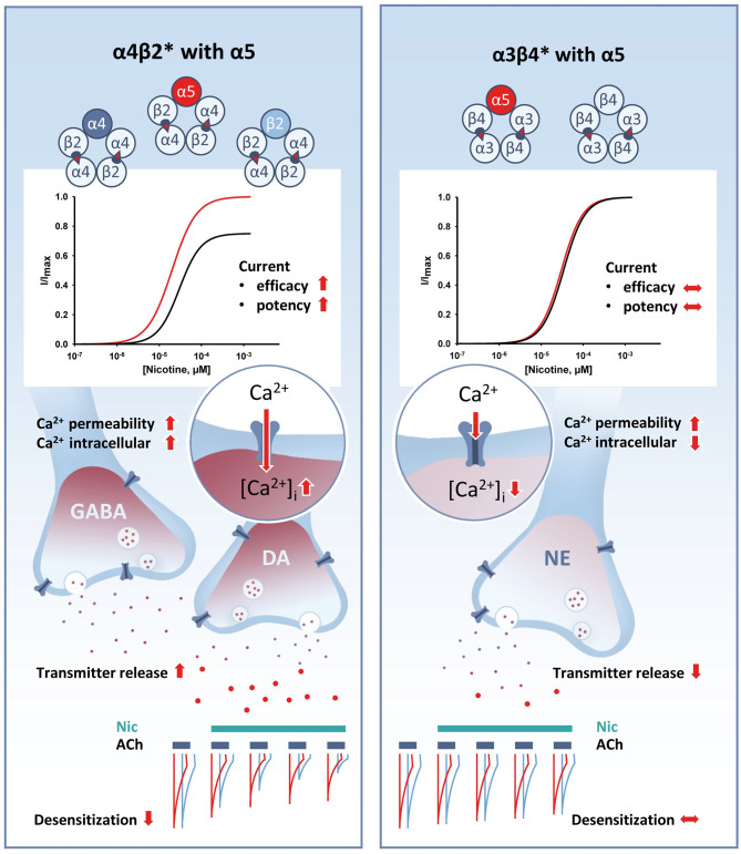 The α5 Nicotinic Acetylcholine Receptor Subunit Differentially Modulates α4β2<sup>*</sup> and α3β4<sup>*</sup> Receptors.