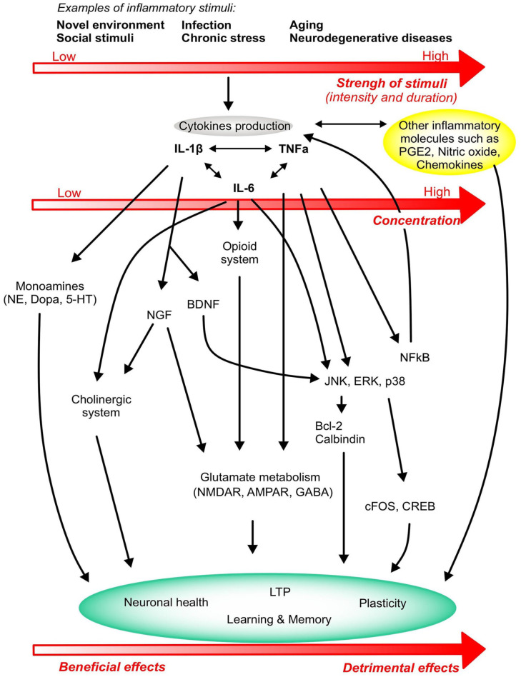 The role of cytokines in modulating learning and memory and brain plasticity.