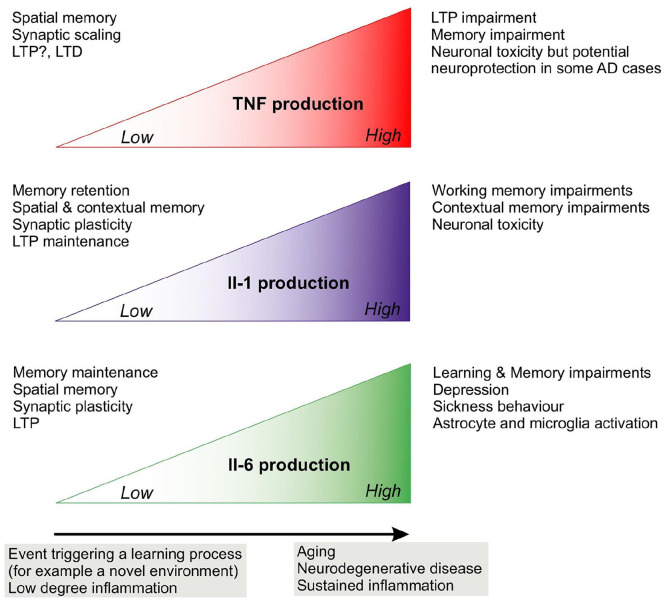 The role of cytokines in modulating learning and memory and brain plasticity.