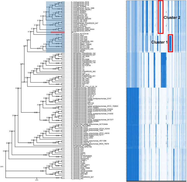 Comparative genomics of Klebsiella michiganensis BD177 and related members of Klebsiella sp. reveal the symbiotic relationship with Bactrocera dorsalis.