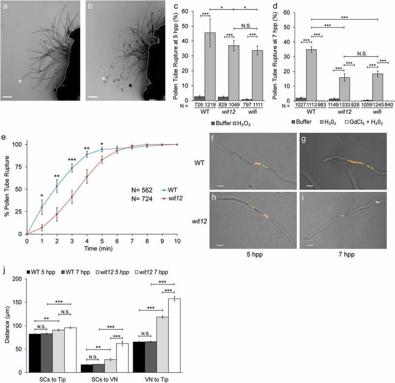 LINC-complex mediated positioning of the vegetative nucleus is involved in calcium and ROS signaling in Arabidopsis pollen tubes.