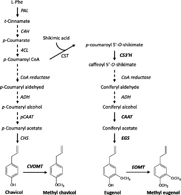 The genome sequence of tetraploid sweet basil, Ocimum basilicum L., provides tools for advanced genome editing and molecular breeding.