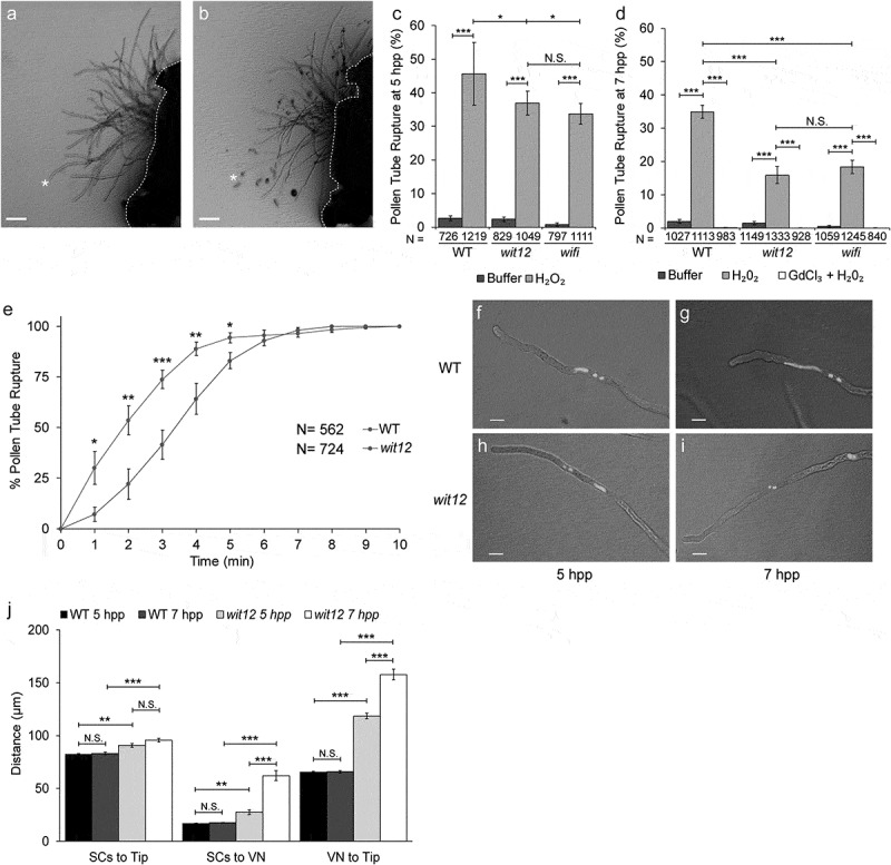 LINC-complex mediated positioning of the vegetative nucleus is involved in calcium and ROS signaling in Arabidopsis pollen tubes.