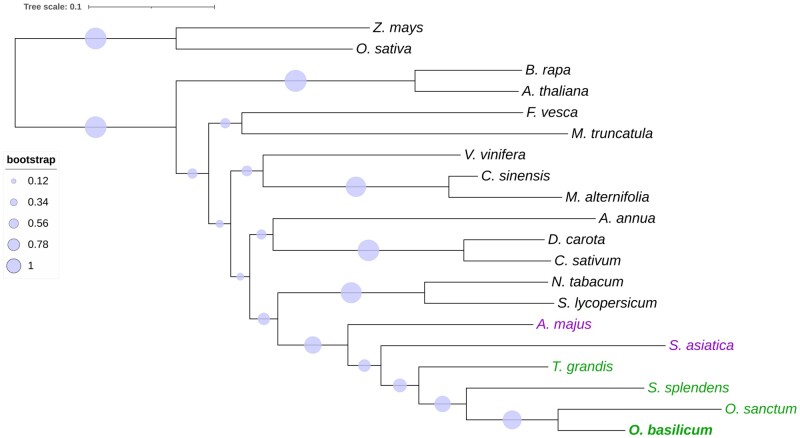 The genome sequence of tetraploid sweet basil, Ocimum basilicum L., provides tools for advanced genome editing and molecular breeding.