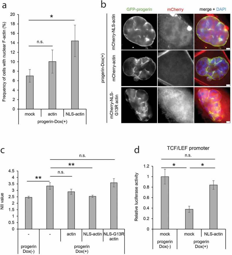 Impairment of nuclear F-actin formation and its relevance to cellular phenotypes in Hutchinson-Gilford progeria syndrome.