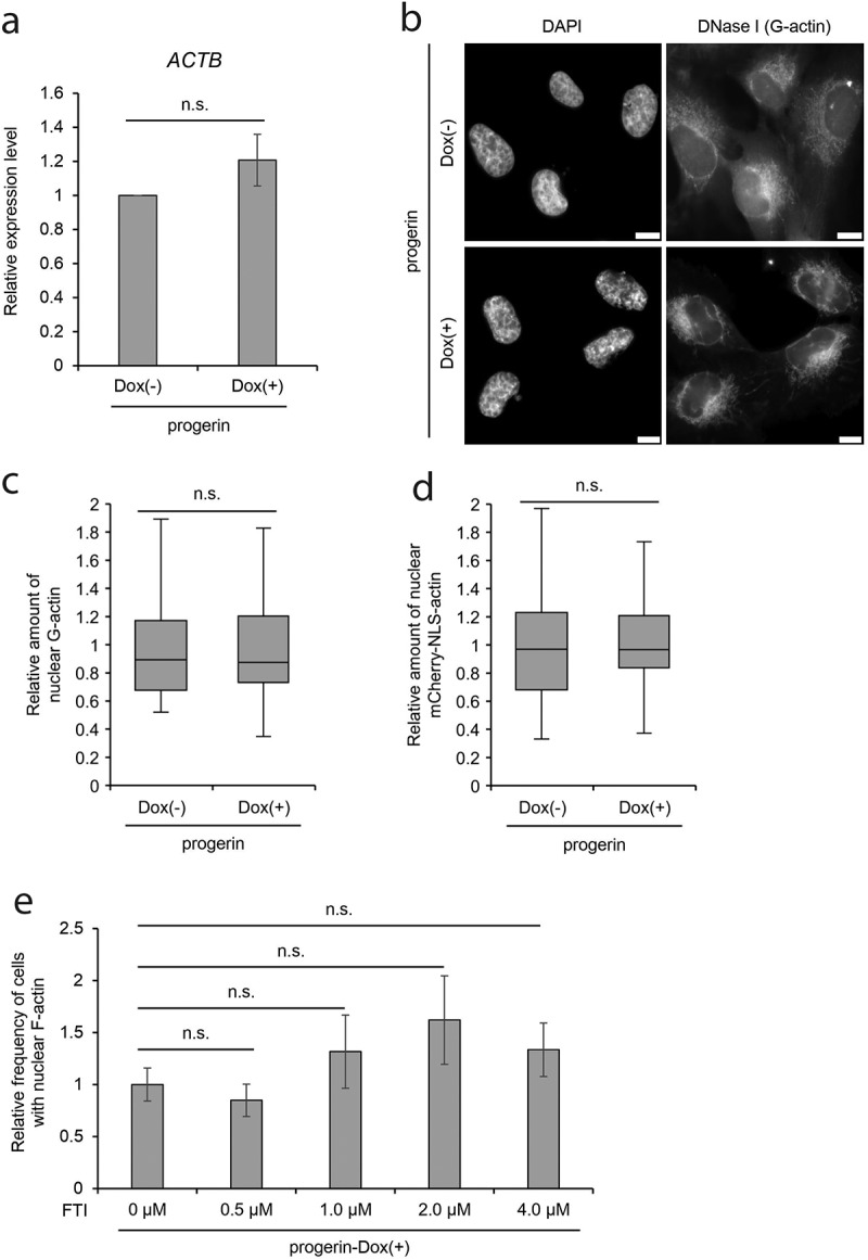 Impairment of nuclear F-actin formation and its relevance to cellular phenotypes in Hutchinson-Gilford progeria syndrome.