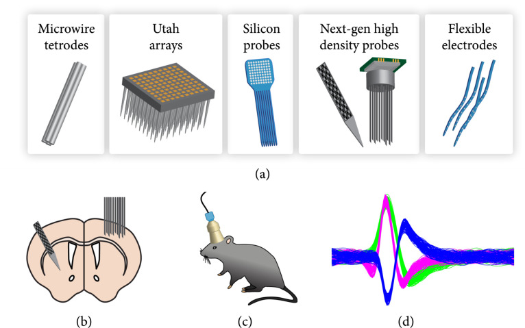 From Neurons to Cognition: Technologies for Precise Recording of Neural Activity Underlying Behavior.