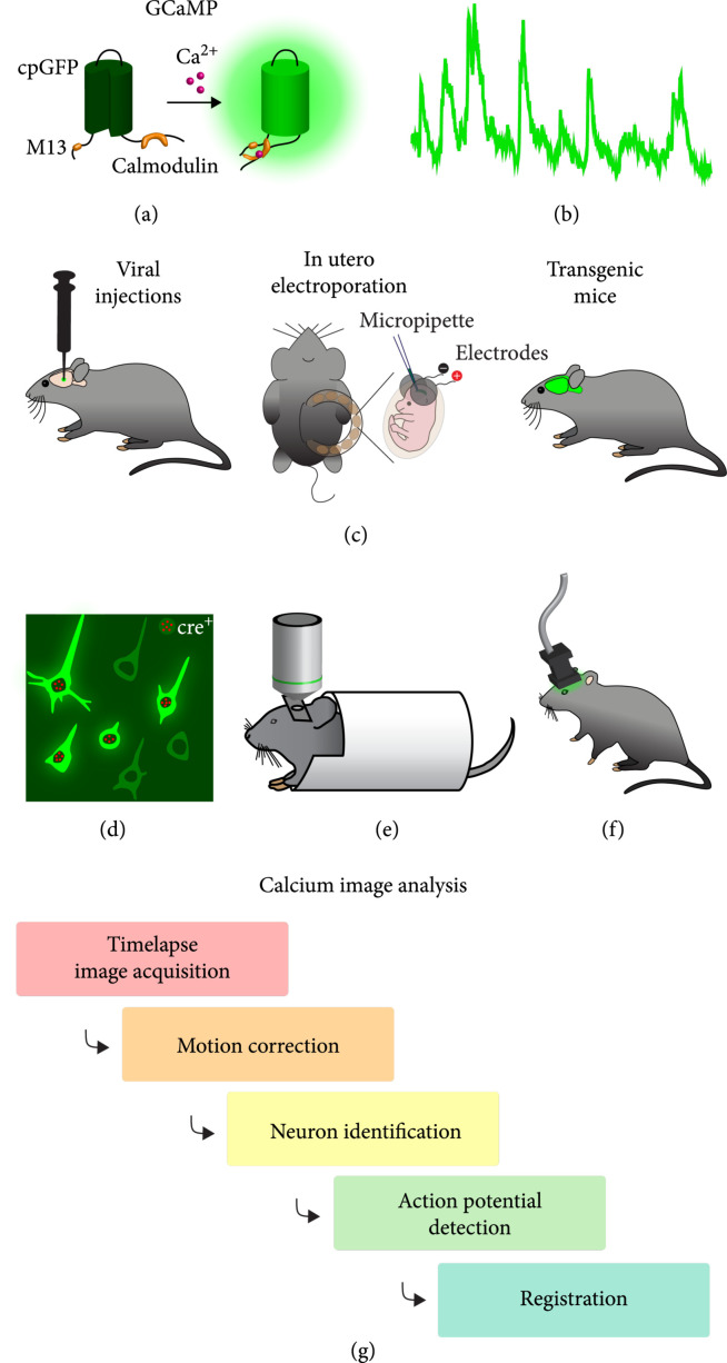 From Neurons to Cognition: Technologies for Precise Recording of Neural Activity Underlying Behavior.