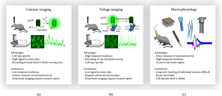 From Neurons to Cognition: Technologies for Precise Recording of Neural Activity Underlying Behavior.