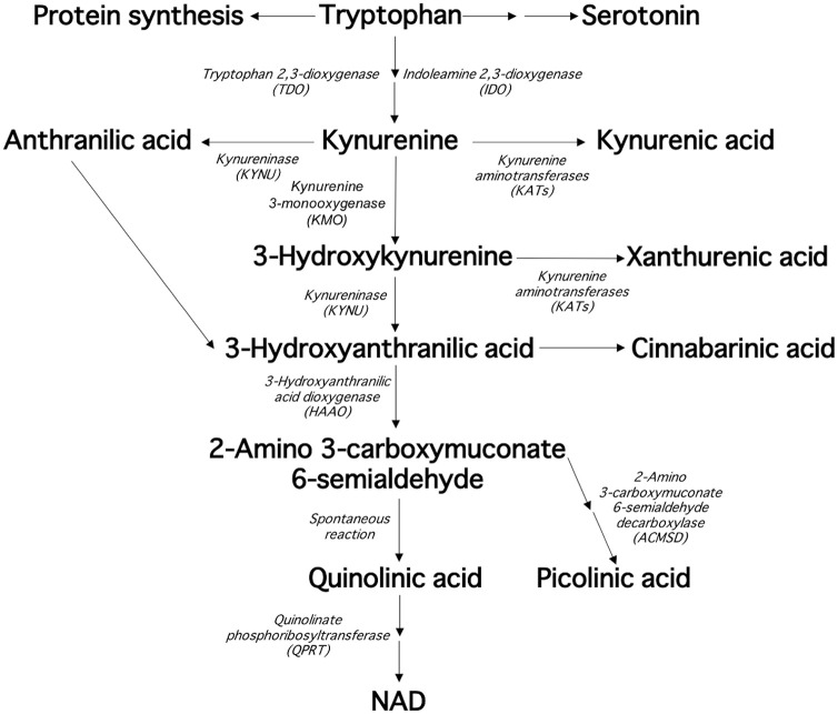 Quantification of Plasma Kynurenine Metabolites Following One Bout of Sprint Interval Exercise.