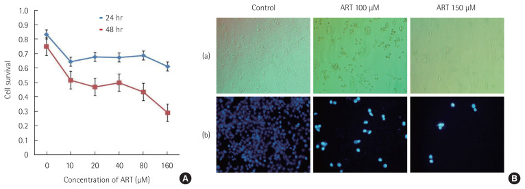 YM155, specific survivin inhibitor, can enhance artesunate-induced cytotoxicity in HCT116 colon cancer cells.