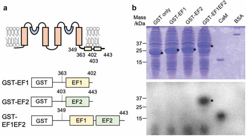 Analysis of Arabidopsis TPK2 and KCO3 reveals structural properties required for K<sup>+</sup> channel function.