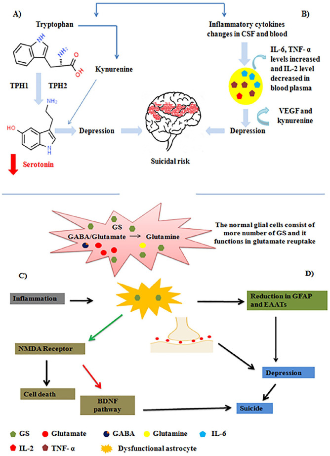 Social and Biological Parameters Involved in Suicide Ideation During the COVID-19 Pandemic: A Narrative Review.