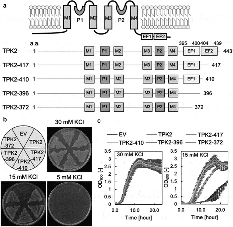 Analysis of Arabidopsis TPK2 and KCO3 reveals structural properties required for K<sup>+</sup> channel function.