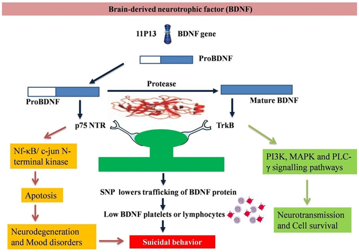 Social and Biological Parameters Involved in Suicide Ideation During the COVID-19 Pandemic: A Narrative Review.