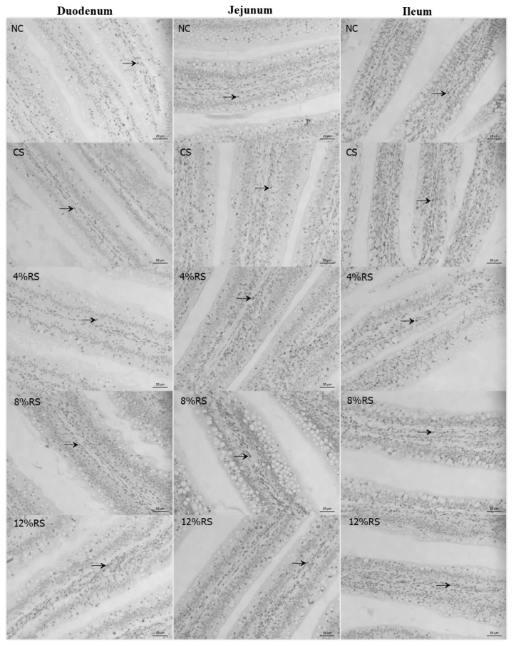 Dietary corn resistant starch regulates intestinal morphology and barrier functions by activating the Notch signaling pathway of broilers.