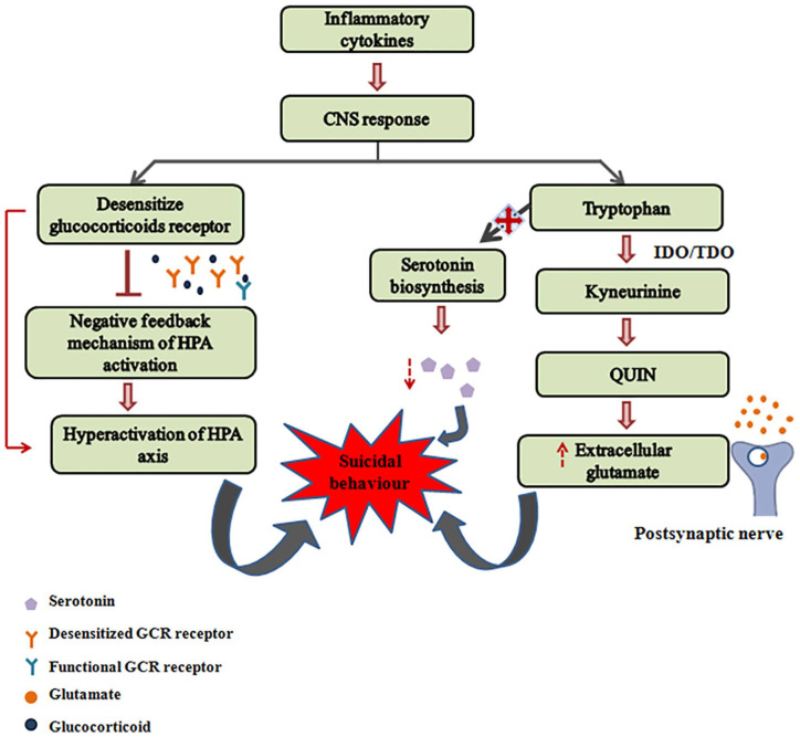 Social and Biological Parameters Involved in Suicide Ideation During the COVID-19 Pandemic: A Narrative Review.