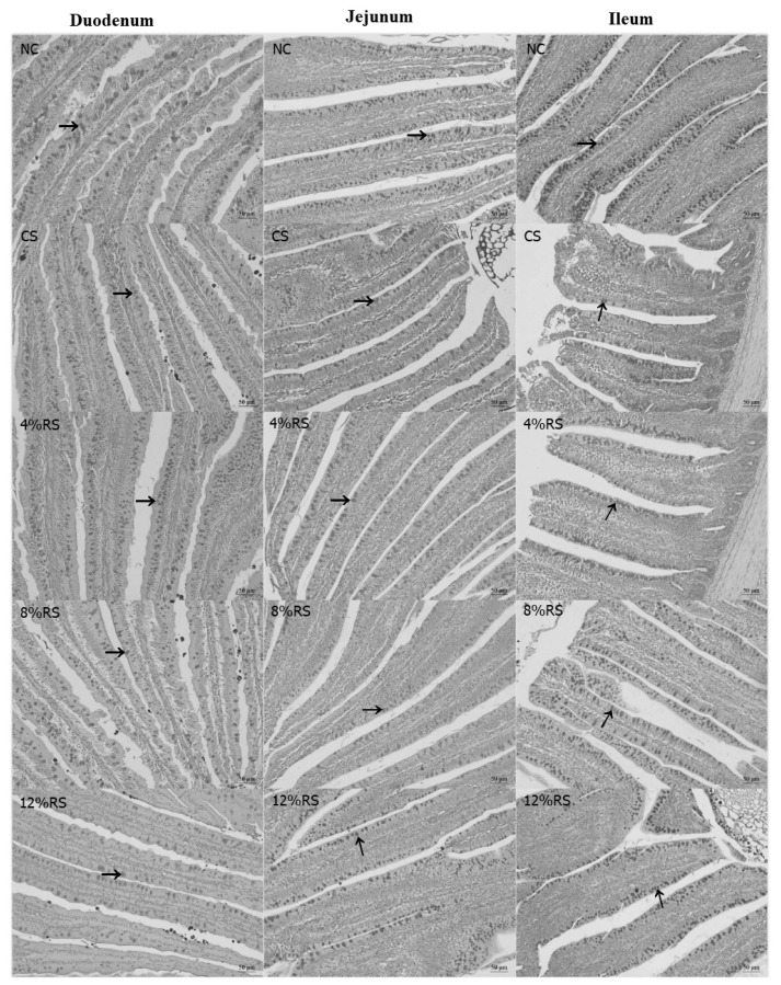 Dietary corn resistant starch regulates intestinal morphology and barrier functions by activating the Notch signaling pathway of broilers.