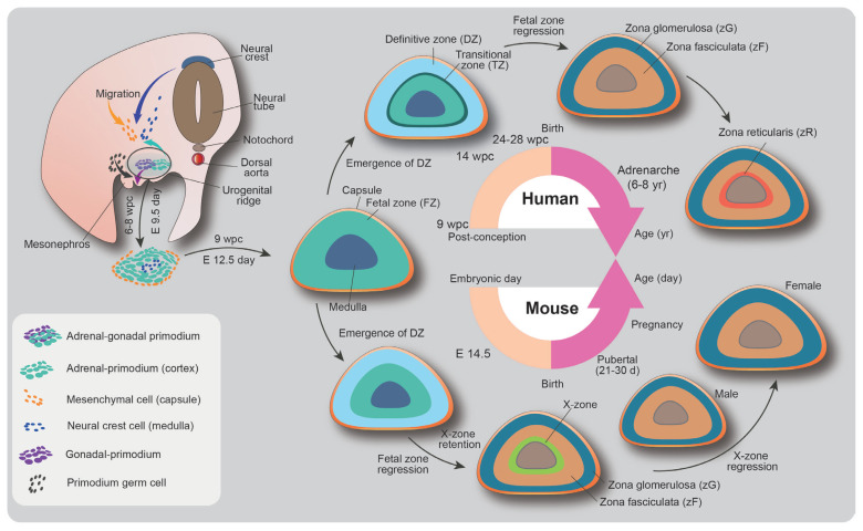 Embryonic Development and Adult Regeneration of the Adrenal Gland.