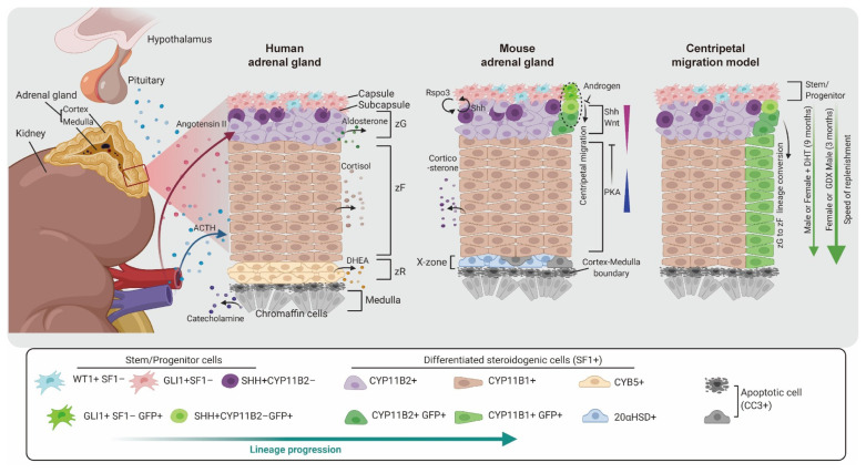 Embryonic Development and Adult Regeneration of the Adrenal Gland.