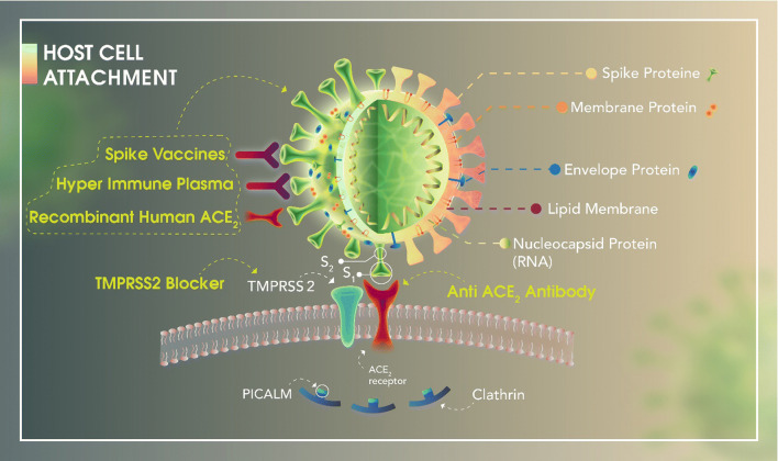 Classification of the present pharmaceutical agents based on the possible effective mechanism on the COVID-19 infection.