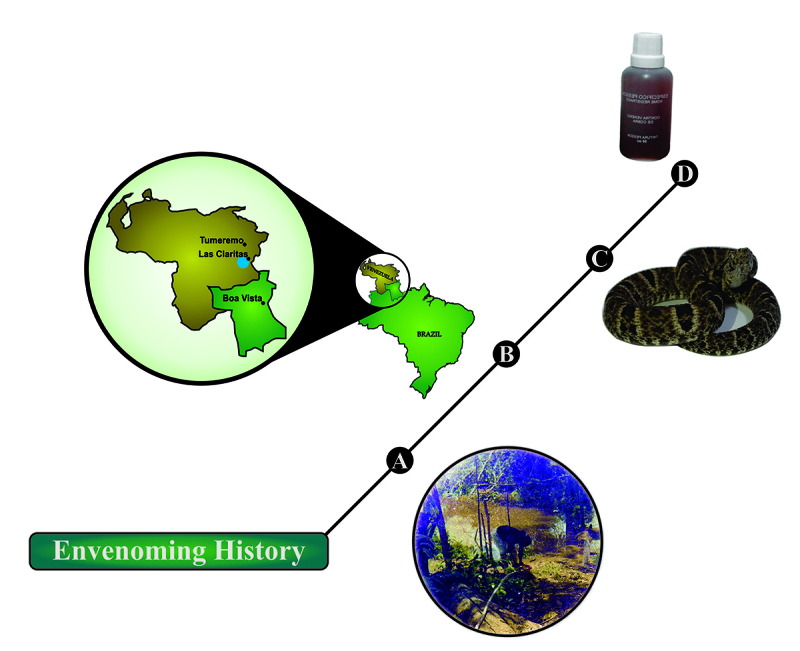 Chronic kidney failure following lancehead bite envenoming: a clinical report from the Amazon region.