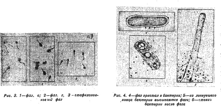 Creature features: The lively narratives of bacteriophages in Soviet biology and medicine.