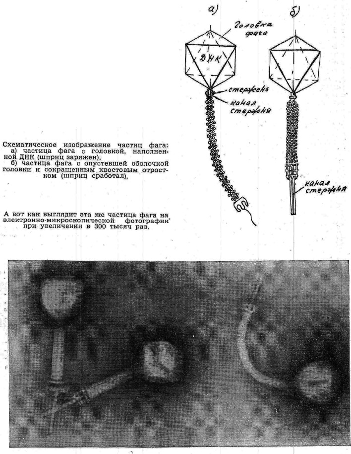 Creature features: The lively narratives of bacteriophages in Soviet biology and medicine.