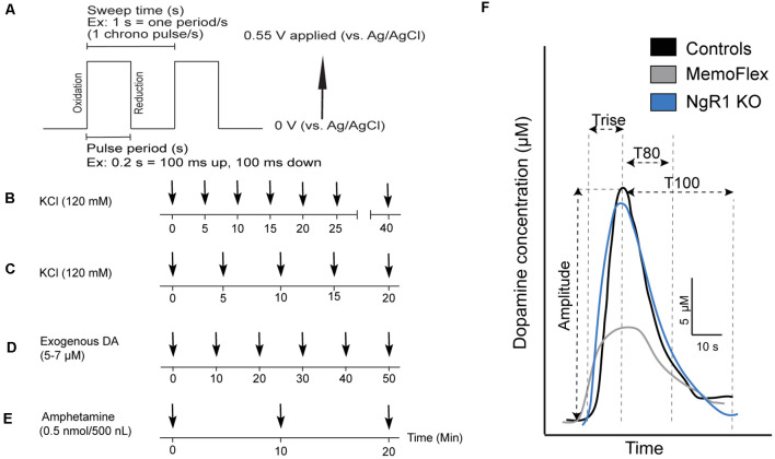 Forebrain NgR1 Overexpression Impairs DA Release Suggesting Synergy of Local and Global Synaptic Plasticity Mechanisms.