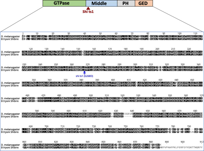 Precise single base substitution in the shibire gene by CRISPR/Cas9-mediated homology directed repair in Bactrocera tryoni.