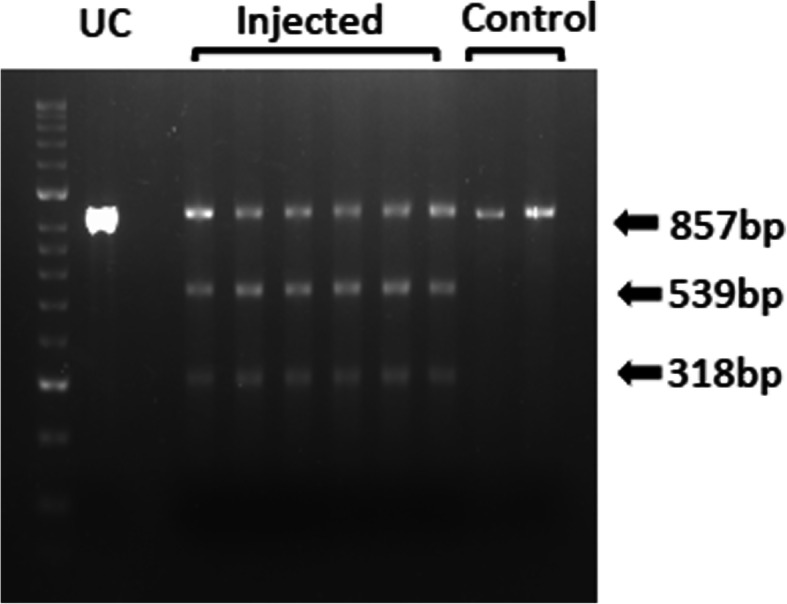 Precise single base substitution in the shibire gene by CRISPR/Cas9-mediated homology directed repair in Bactrocera tryoni.