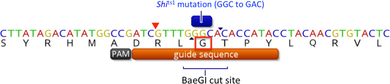 Precise single base substitution in the shibire gene by CRISPR/Cas9-mediated homology directed repair in Bactrocera tryoni.