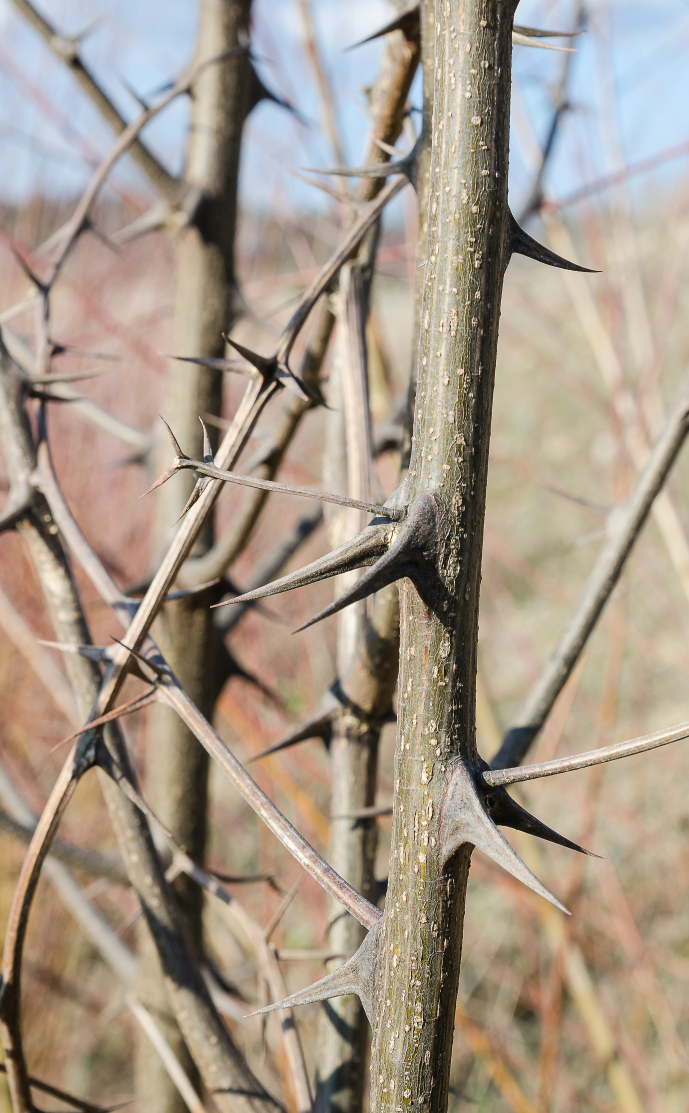 Septic arthritis of the knee due to <i>Pantoea</i> <i>agglomerans</i>: look for the thorn.