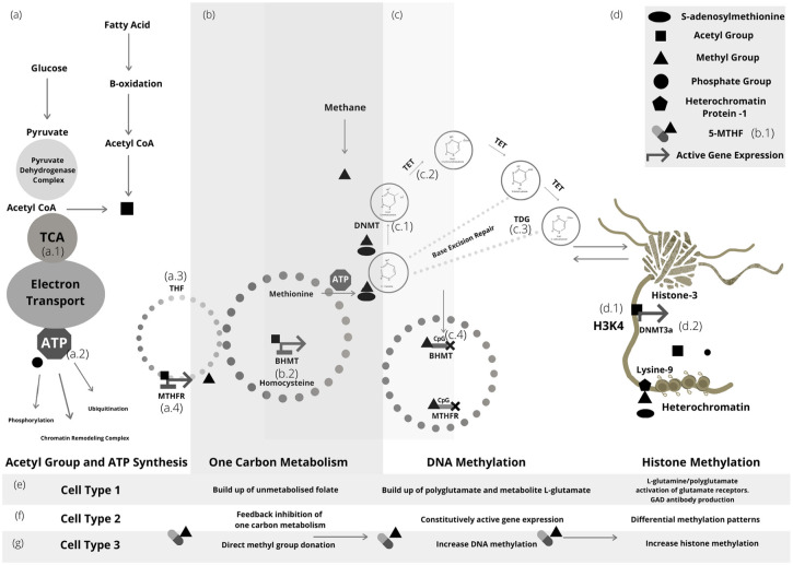 Advances in Nutritional Epigenetics-A Fresh Perspective for an Old Idea. Lessons Learned, Limitations, and Future Directions.