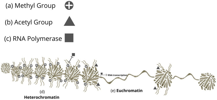 Advances in Nutritional Epigenetics-A Fresh Perspective for an Old Idea. Lessons Learned, Limitations, and Future Directions.