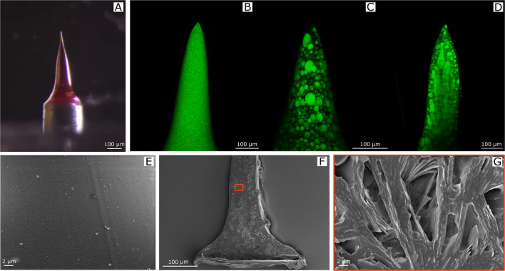 Engineered PLGA-PVP/VA based formulations to produce electro-drawn fast biodegradable microneedles for labile biomolecule delivery.