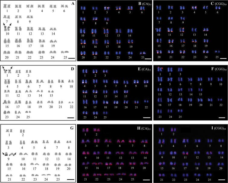 Comparative karyotype study of three Cyprinids (Cyprinidae, Cyprininae) in Thailand by classical cytogenetic and FISH techniques.