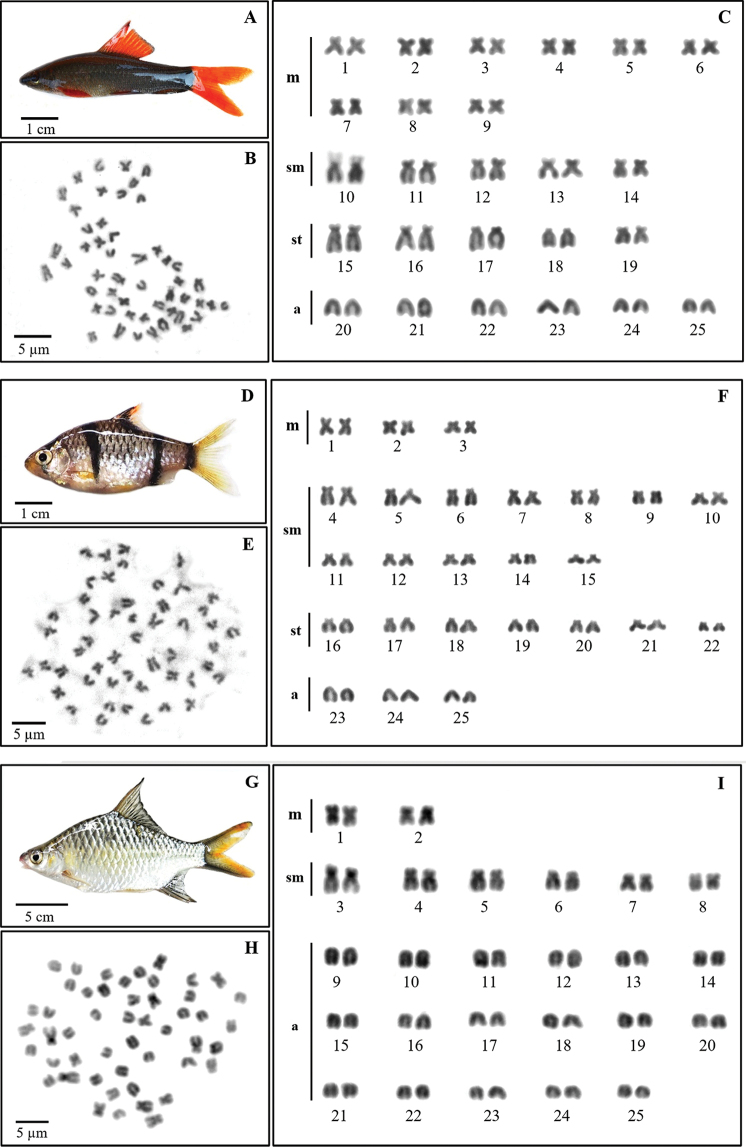 Comparative karyotype study of three Cyprinids (Cyprinidae, Cyprininae) in Thailand by classical cytogenetic and FISH techniques.