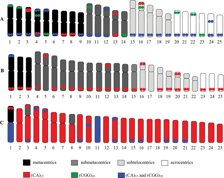 Comparative karyotype study of three Cyprinids (Cyprinidae, Cyprininae) in Thailand by classical cytogenetic and FISH techniques.