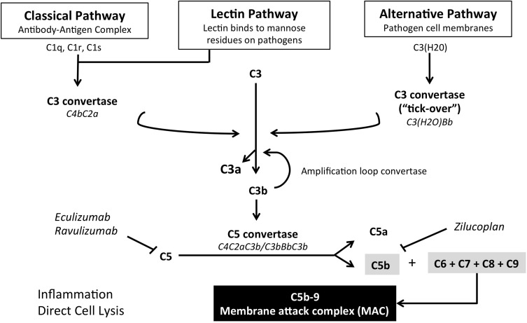 Complement Inhibition for the Treatment of Myasthenia Gravis.