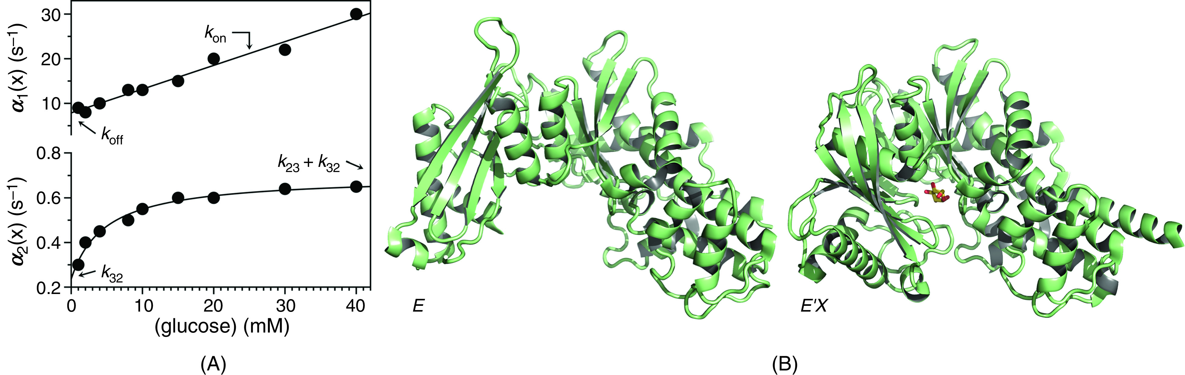 Mechanisms of ligand binding.