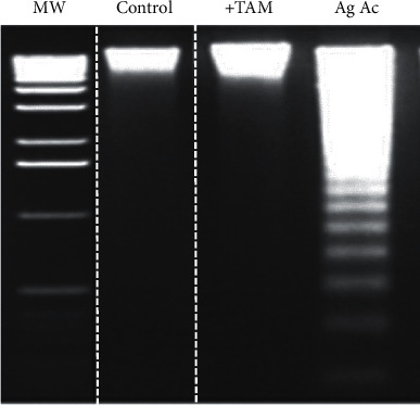 Interaction of Agaric Acid with the Adenine Nucleotide Translocase Induces Mitochondrial Oxidative Stress.