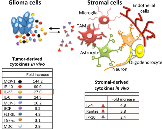 To promote or inhibit glioma progression, that is the question for IL-33.