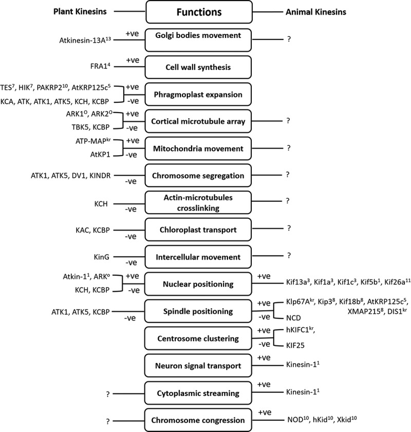 The functions of kinesin and kinesin-related proteins in eukaryotes.