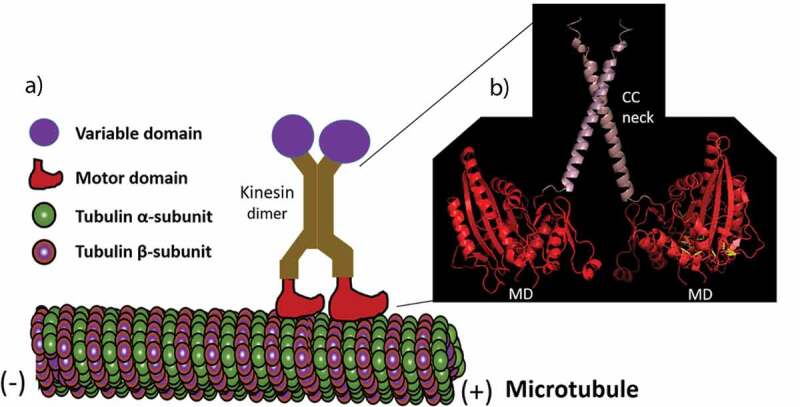 The functions of kinesin and kinesin-related proteins in eukaryotes.