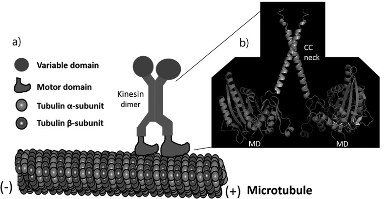 The functions of kinesin and kinesin-related proteins in eukaryotes.