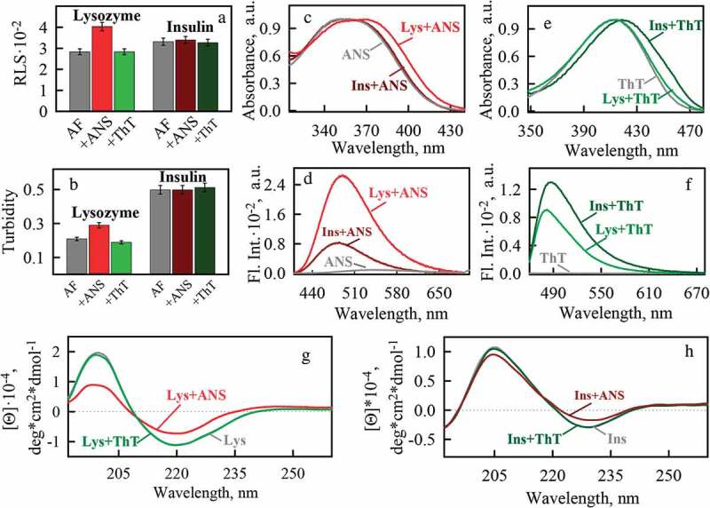 Effect of the fluorescent probes ThT and ANS on the mature amyloid fibrils.